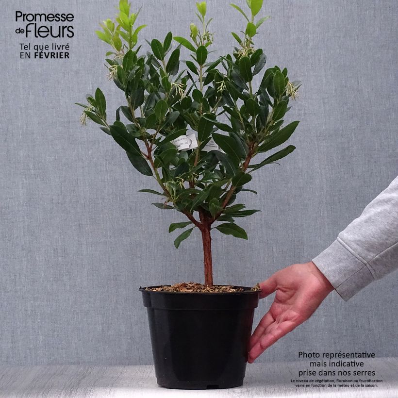 Esemplare di Arbutus unedo Atlantic - Corbezzolo Vaso da 4L/5L, A cespuglio come consegnato in autunno