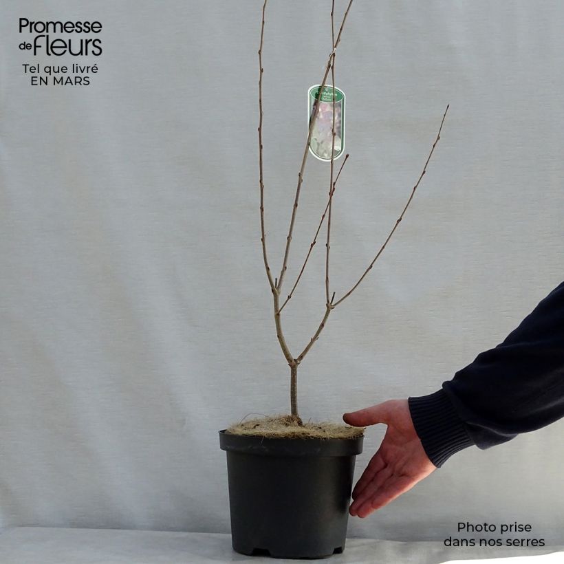 Cercidiphyllum japonicum Rotfuchs - Albero del caramello Vaso da 4L/5L esemplare consegnato in primavera