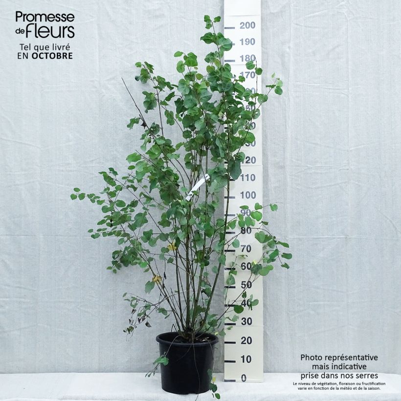 Esemplare di Cercidiphyllum japonicum - Albero del caramello Vaso da 7,5L/10L come consegnato in autunno