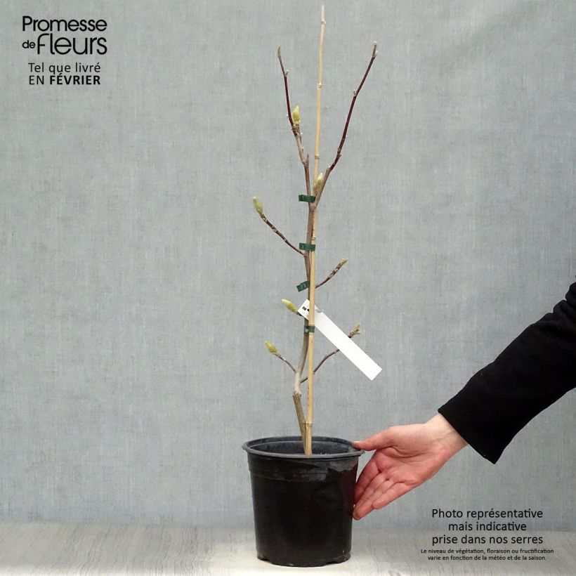 Magnolia acuminata Butterflies Vaso da 4L/5L esemplare consegnato in inverno