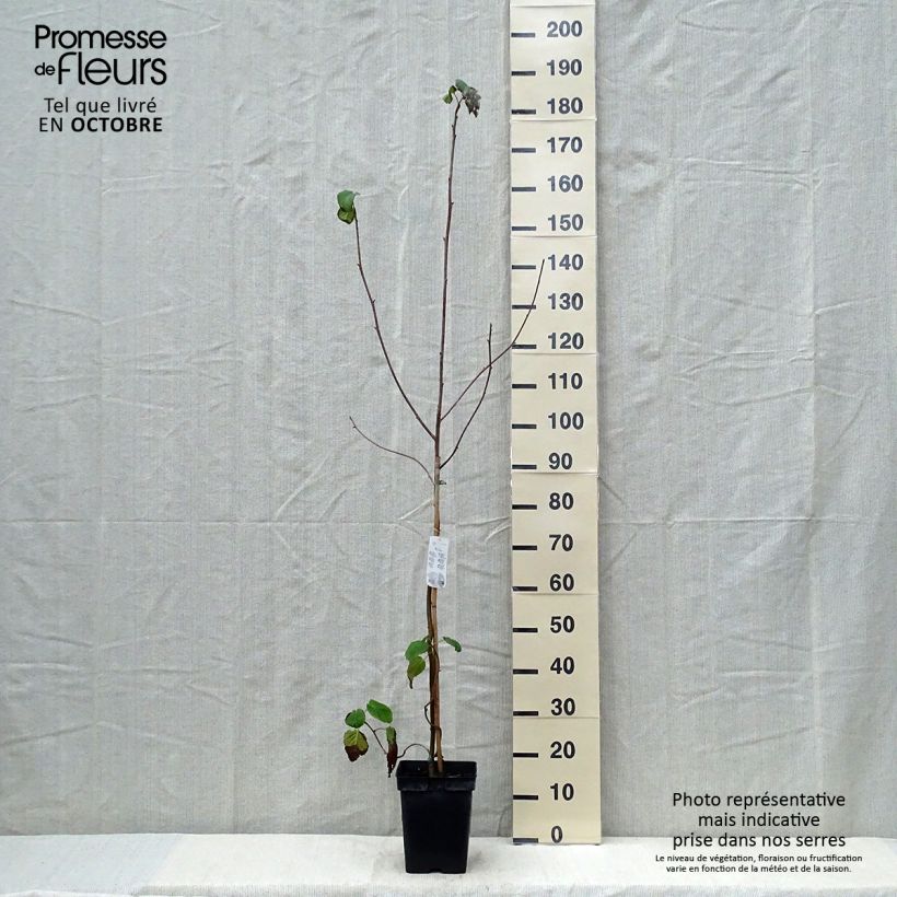 Esemplare di Davidia involucrata - Albero dei fazzoletti Vaso da 4L/5L come consegnato in autunno