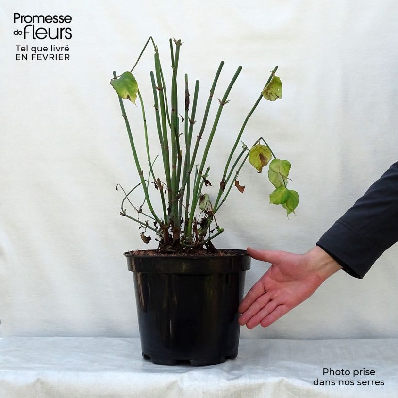 Leycesteria formosa - Caprifoglio himalayano Vaso da 7,5L/10L esemplare consegnato in inverno