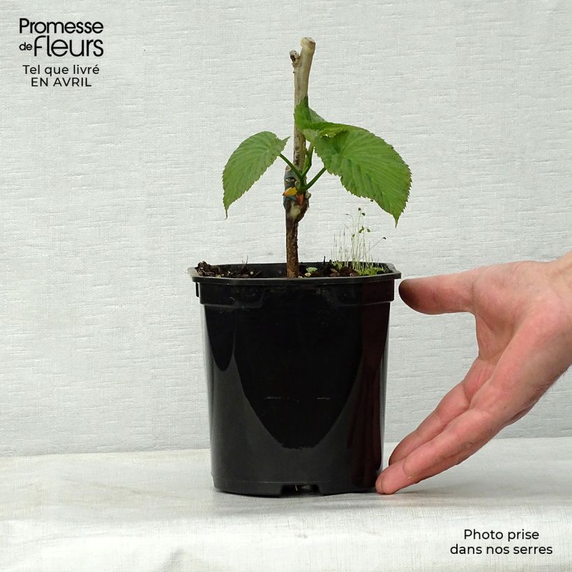 Davidia involucrata Sonoma - Albero dei fazzoletti Vaso da 3L/4L esemplare consegnato in primavera