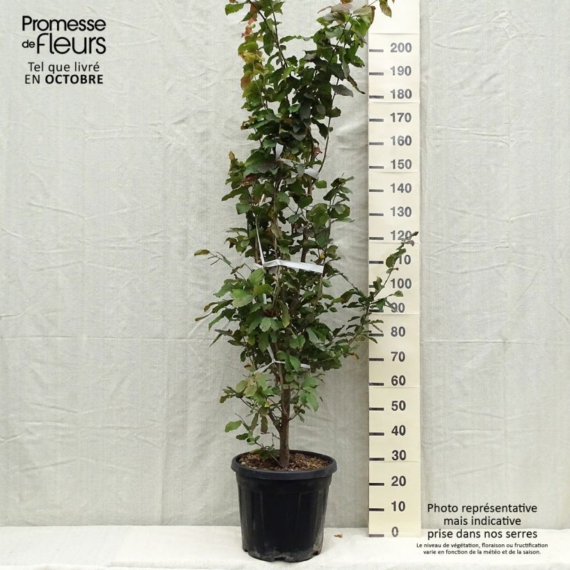 Esemplare di Parrotia persica - Albero pagoda Vaso da 30L/35L come consegnato in autunno