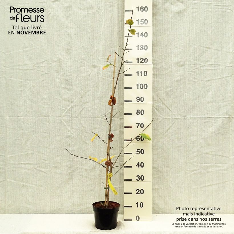 Esemplare di Parrotia persica - Albero pagoda Vaso da 3L/4L come consegnato in autunno