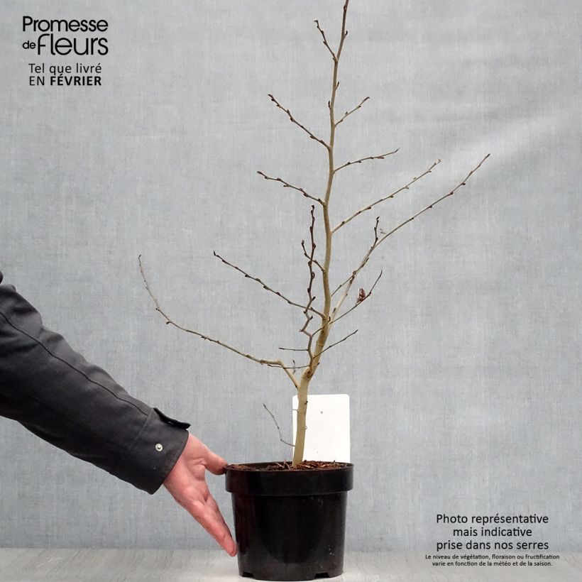 Parrotia persica - Albero pagoda Vaso da 3L/4L esemplare consegnato in inverno