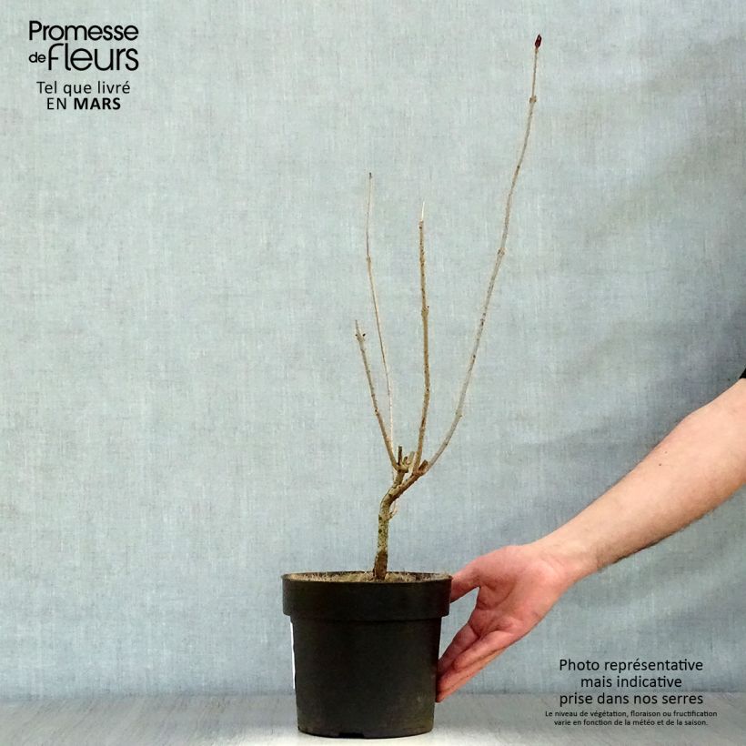 Clerodendrum trichotomum - Clerodendro Vaso da 3L/4L esemplare consegnato in primavera