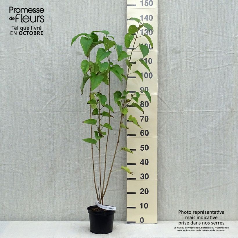 Esemplare di Clerodendro Fargesii - Clerodendrum trichotomum Vaso da 3L/4L come consegnato in autunno