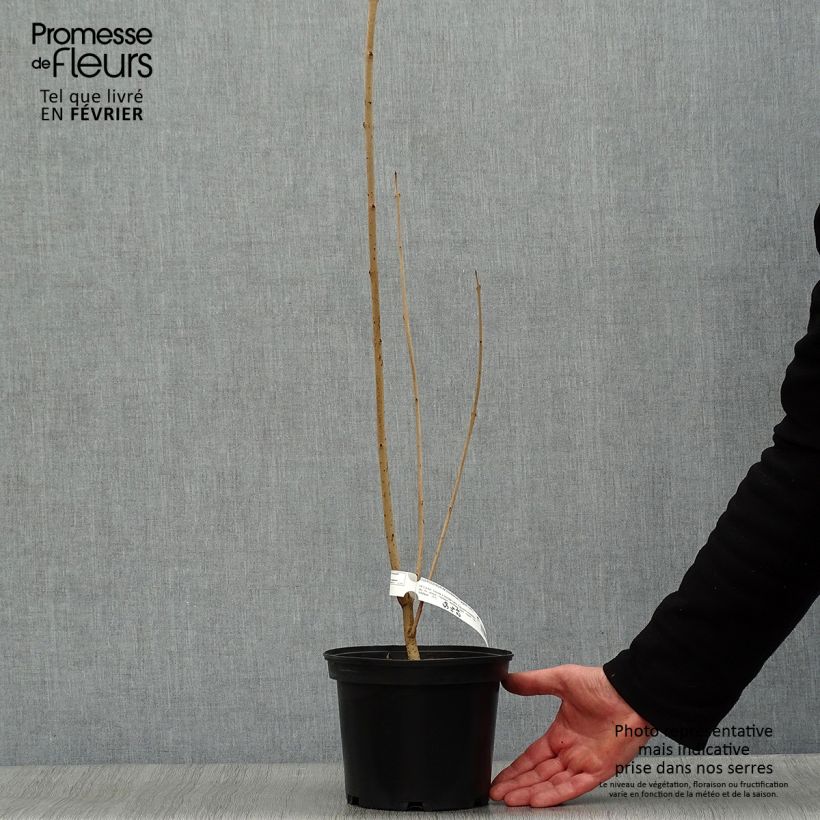 Clerodendro Fargesii - Clerodendrum trichotomum Vaso da 3L/4L esemplare consegnato in inverno