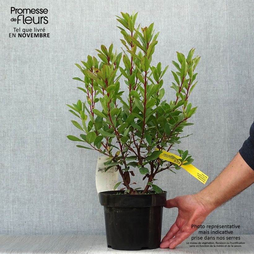 Esemplare di Arbutus unedo - Corbezzolo Vaso da 2L/3L come consegnato in autunno