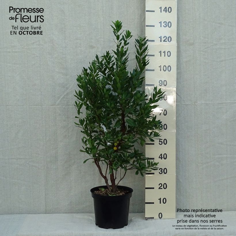 Esemplare di Arbutus unedo Compacta - Corbezzolo Vaso da 7,5L/10L come consegnato in autunno