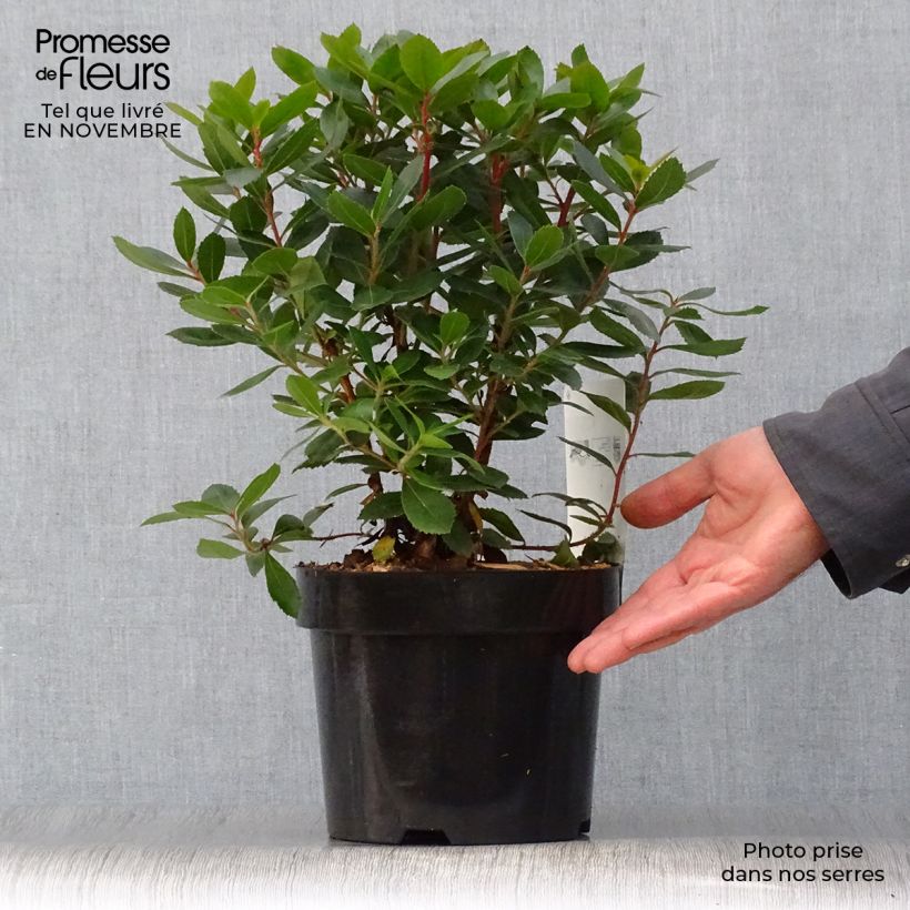 Esemplare di Arbutus unedo Compacta - Corbezzolo Vaso da 2L/3L come consegnato in autunno