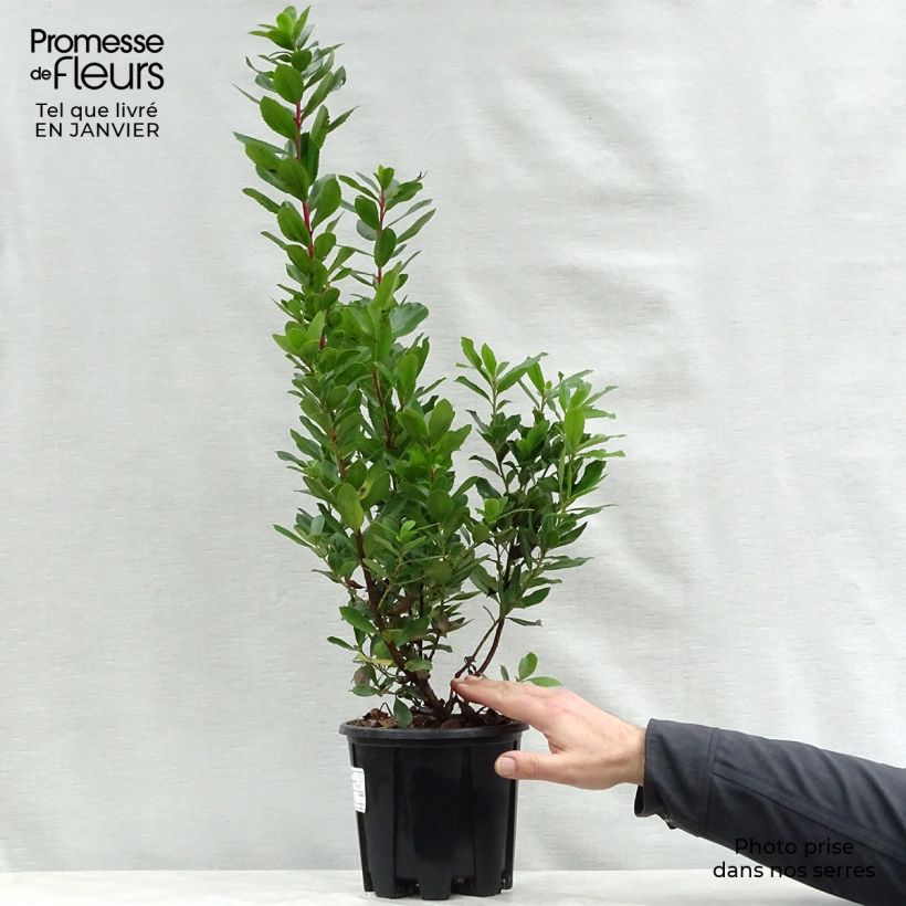 Arbutus unedo Compacta - Corbezzolo Vaso da 2L/3L esemplare consegnato in inverno