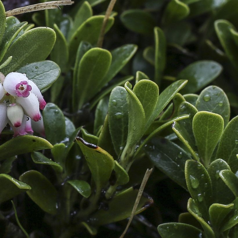 Arctostaphylos uva-ursi - Uva ursina (Fogliame)