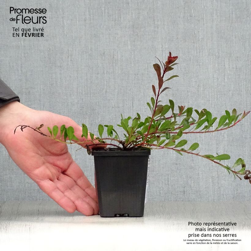 Arctostaphylos uva-ursi - Uva ursina Vasetto da 8/9 cm esemplare consegnato in inverno