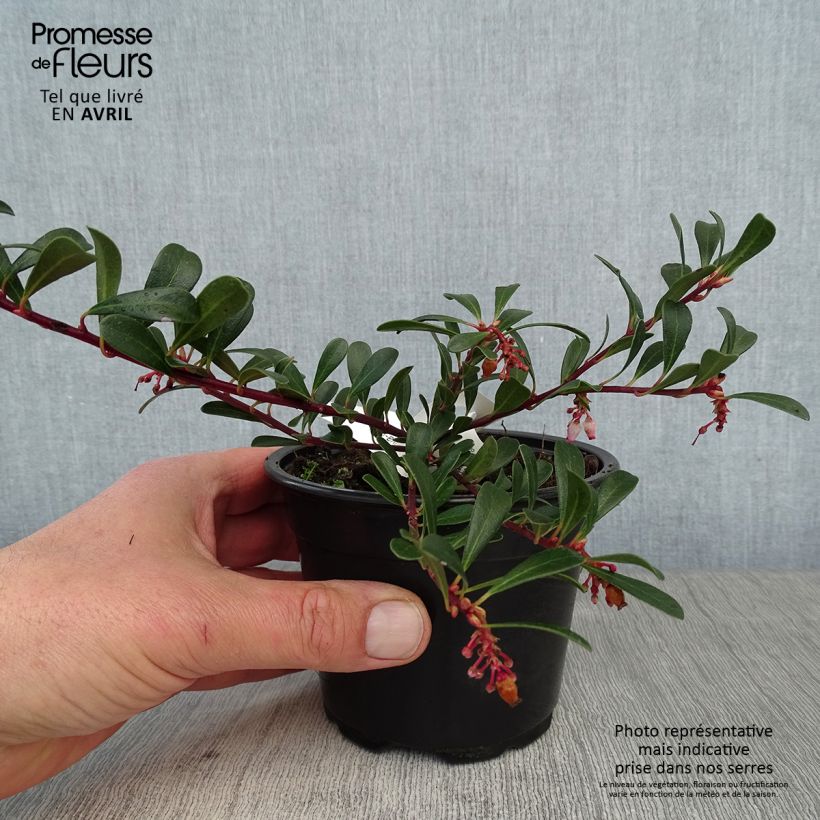 Arctostaphylos uva-ursi - Uva ursina Vasetto da 8/9 cm esemplare consegnato in primavera