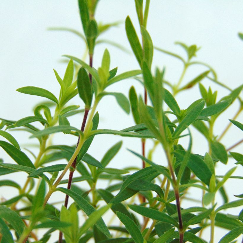Arenaria montana (Fogliame)