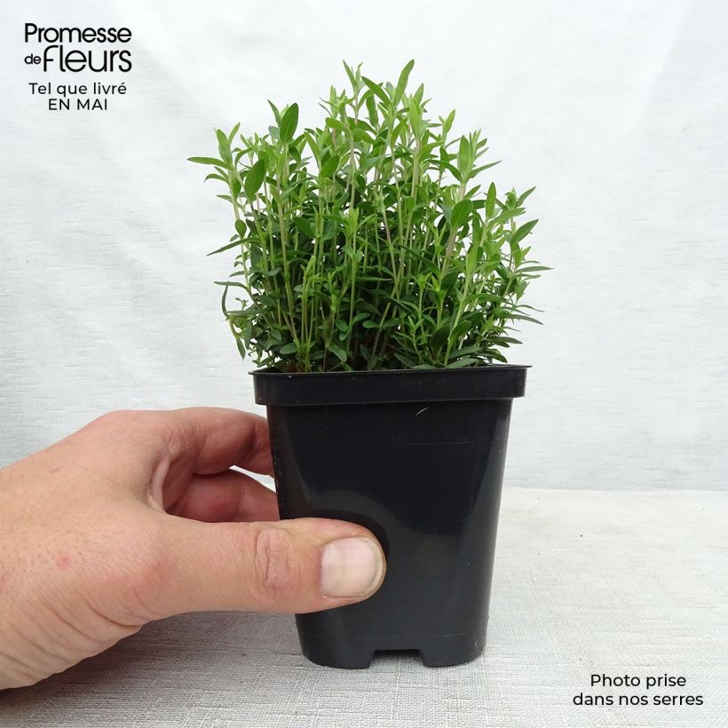 Arenaria montana Vasetto da 8/9 cm esemplare consegnato in primavera