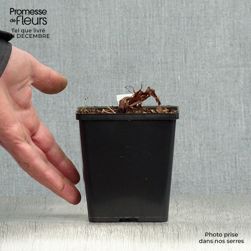 Arisaema costatum Vasetto da 8/9 cm esemplare consegnato in inverno