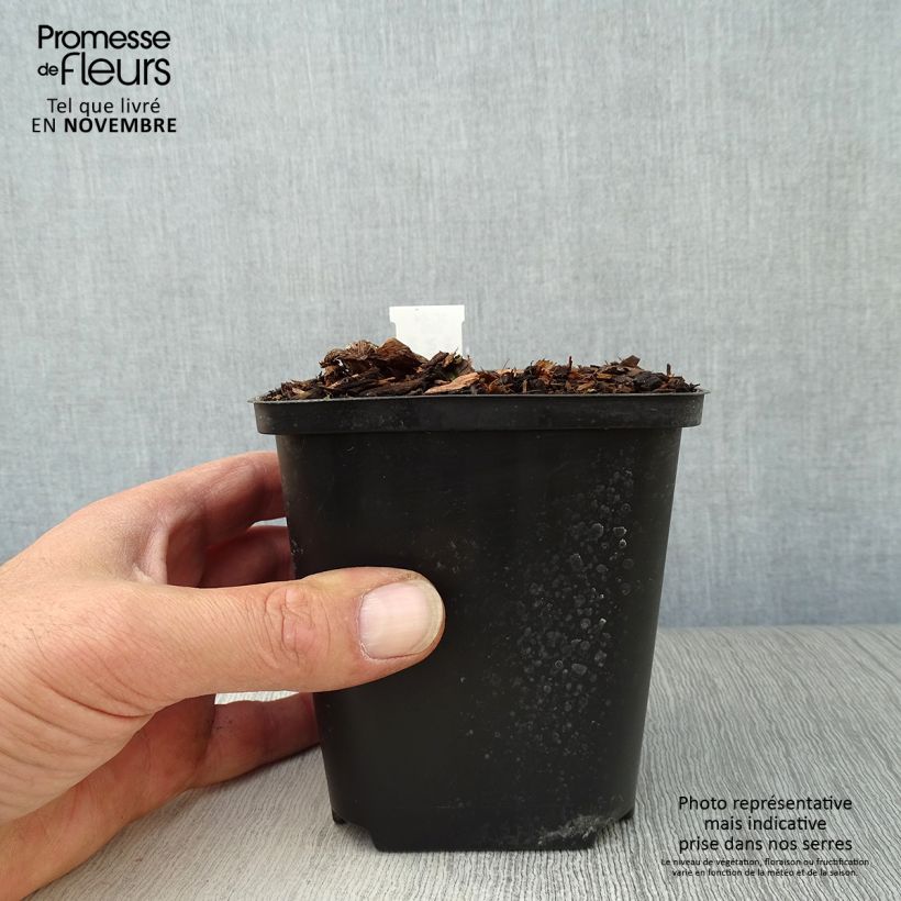 Esemplare di Arisaema costatum Vasetto da 8/9 cm come consegnato in autunno