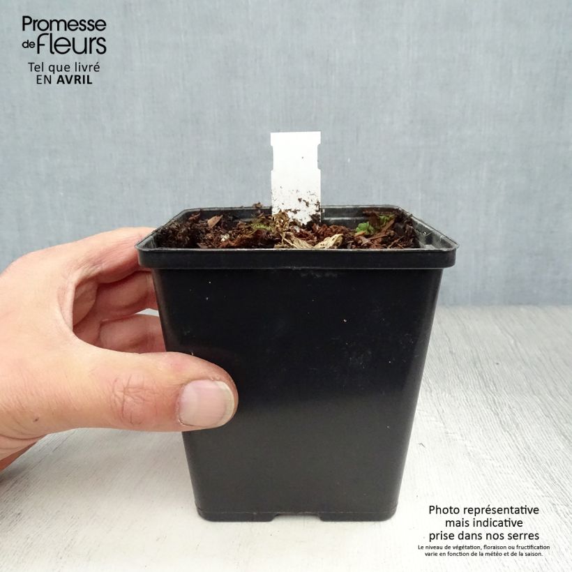 Arisaema costatum Vasetto da 8/9 cm esemplare consegnato in primavera