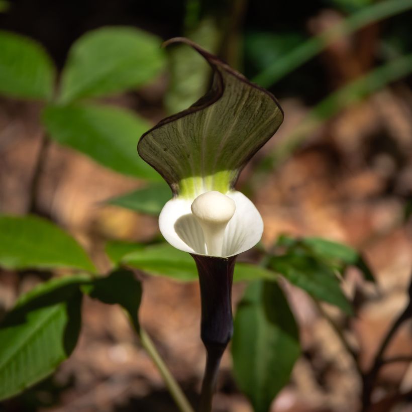 Arisaema sikokianum (Fioritura)
