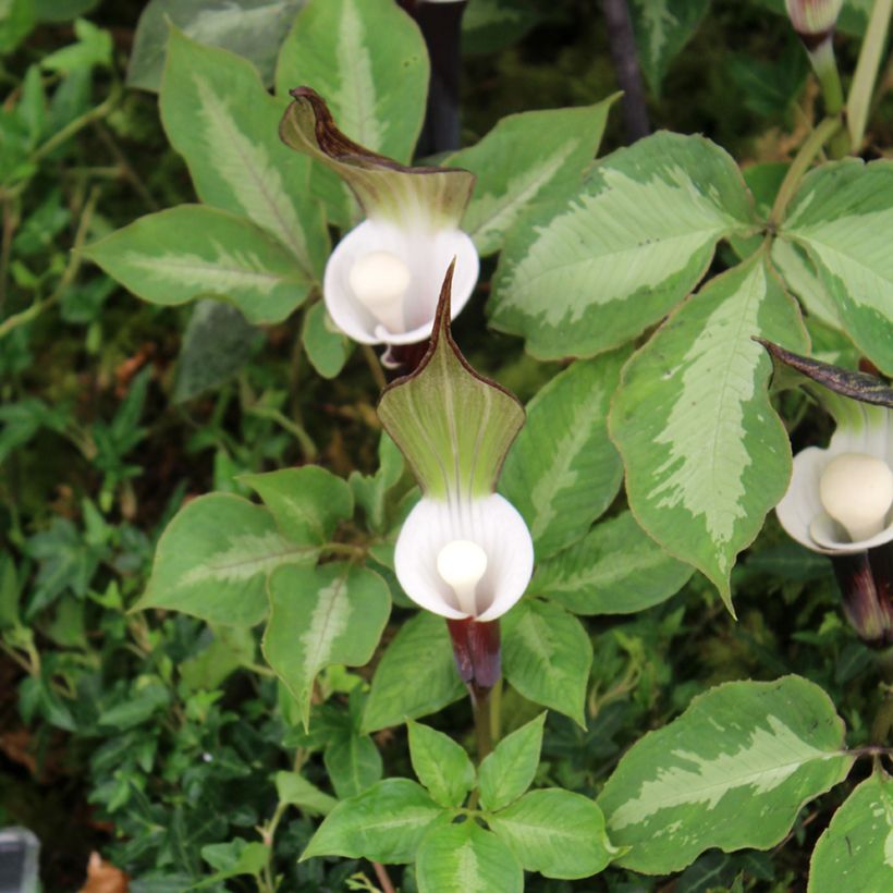 Arisaema sikokianum (Fogliame)