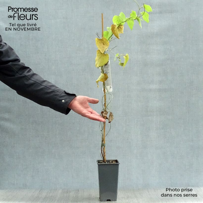 Esemplare di Aristolochia macrophylla Vaso da 2L/3L come consegnato in autunno