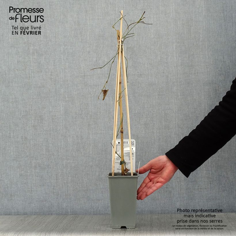 Aristolochia macrophylla Vaso da 2L/3L esemplare consegnato in inverno