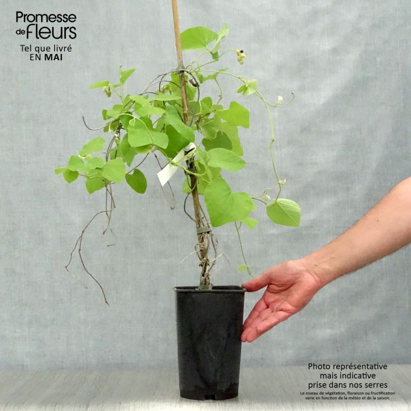 Aristolochia macrophylla Vaso da 2L/3L esemplare consegnato in primavera