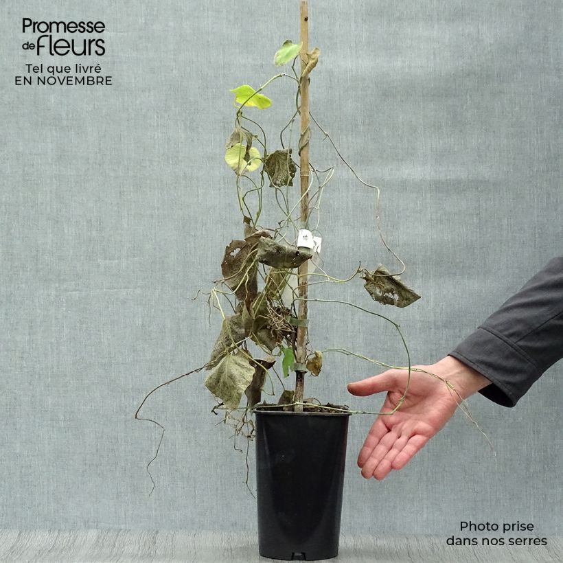 Esemplare di Aristolochia macrophylla Vaso da 1L/1,5L come consegnato in autunno