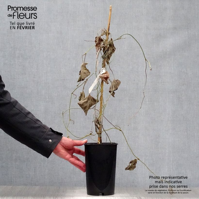 Aristolochia macrophylla Vaso da 1L/1,5L esemplare consegnato in inverno