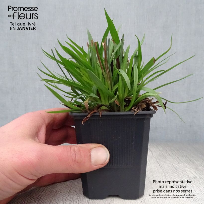 Armeria pseudarmeria Ballerina Lilac Vasetto da 8/9 cm esemplare consegnato in inverno