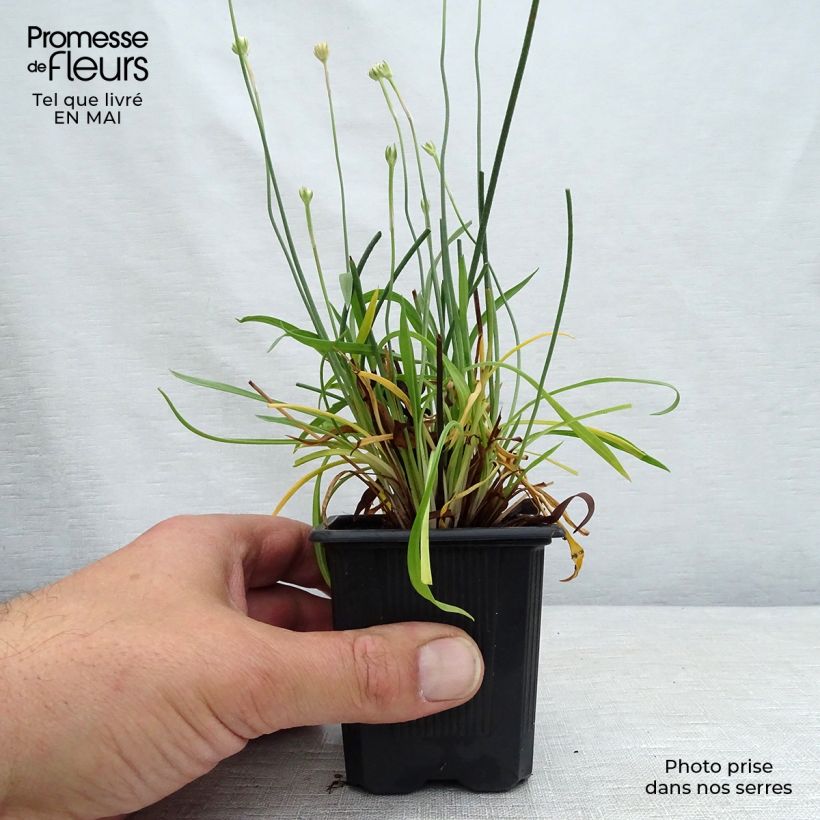 Armeria pseudarmeria Ballerina Red Vasetto da 8/9 cm esemplare consegnato in primavera