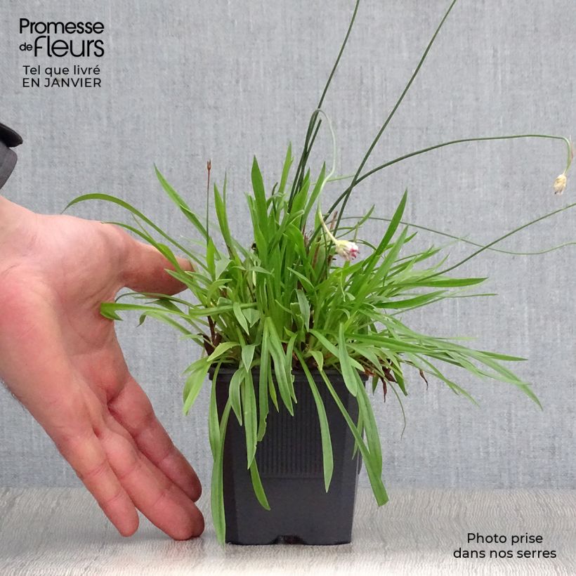 Armeria pseudarmeria Ballerina Red Vasetto da 8/9 cm esemplare consegnato in inverno