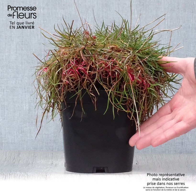 Armeria pseudarmeria Ballerina Red Vaso da 2L/3L esemplare consegnato in inverno