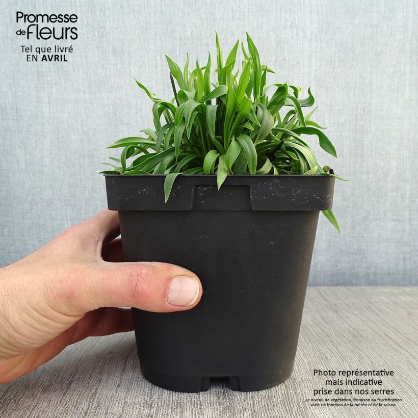 Armeria pseudarmeria Ballerina Red Vaso da 2L/3L esemplare consegnato in primavera