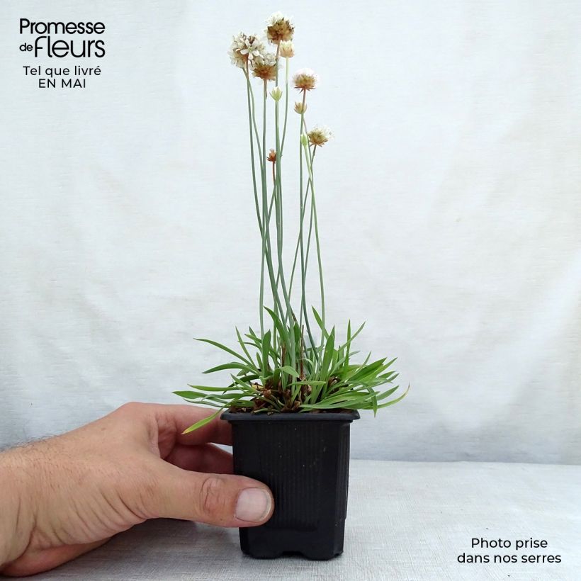 Armeria pseudarmeria Ballerina White Vasetto da 8/9 cm esemplare consegnato in primavera