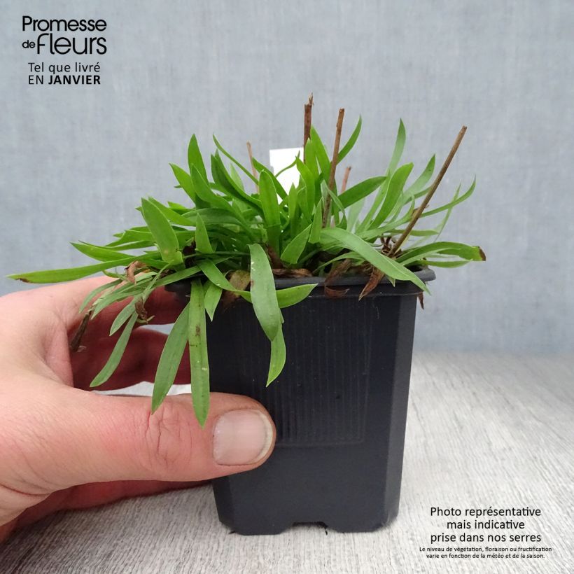 Armeria pseudarmeria Ballerina White Vasetto da 8/9 cm esemplare consegnato in inverno