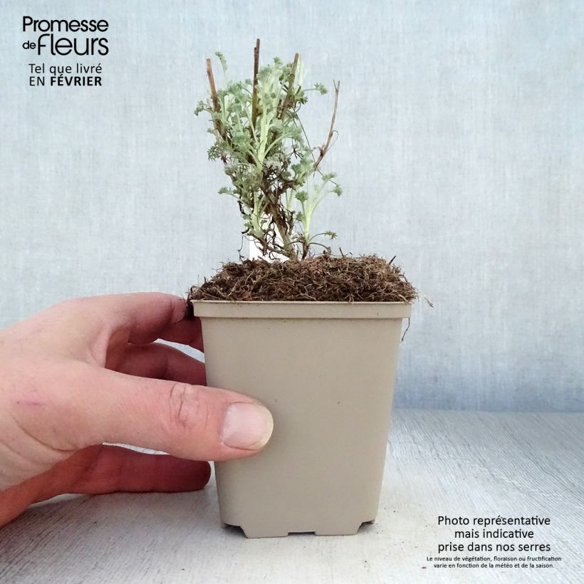 Artemisia arborescens Little Mice - Assenzio arbustivo Vasetto da 8/9 cm esemplare consegnato in inverno