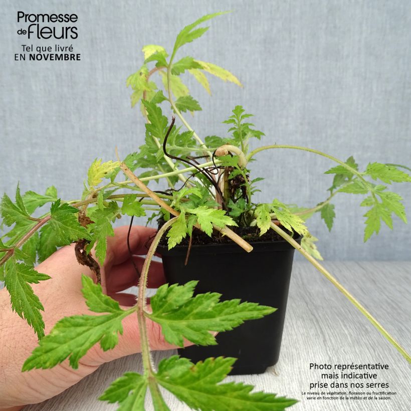 Esemplare di Artemisia lactiflora Vasetto da 8/9 cm come consegnato in autunno