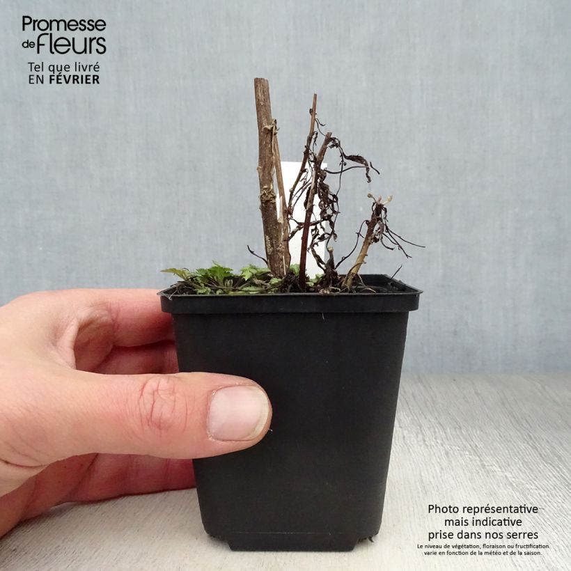 Artemisia lactiflora Vasetto da 8/9 cm esemplare consegnato in inverno