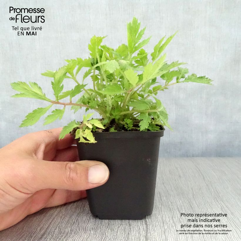 Artemisia lactiflora Vasetto da 8/9 cm esemplare consegnato in primavera