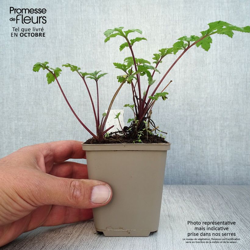 Esemplare di Artemisia lactiflora Guizhou Vasetto da 8/9 cm come consegnato in autunno