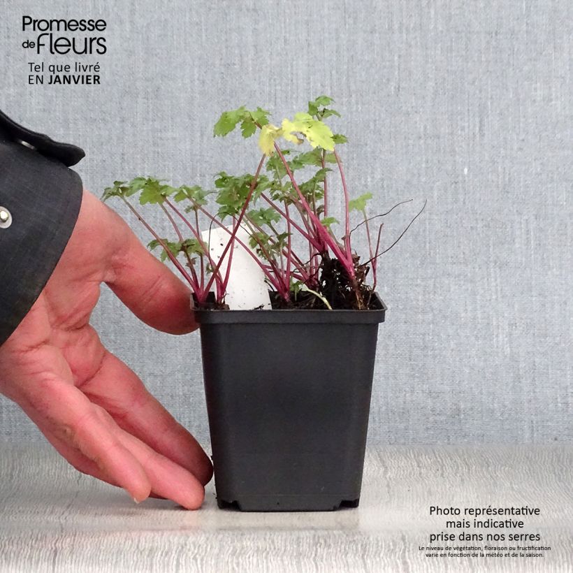 Artemisia lactiflora Guizhou Vasetto da 8/9 cm esemplare consegnato in inverno