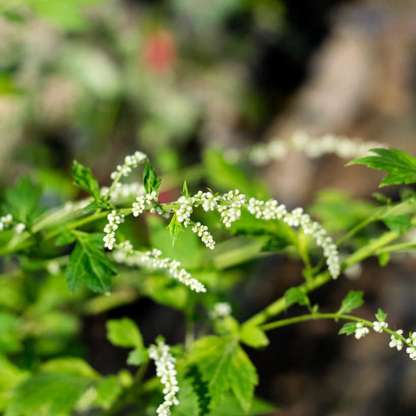 Artemisia lactiflora (Fioritura)