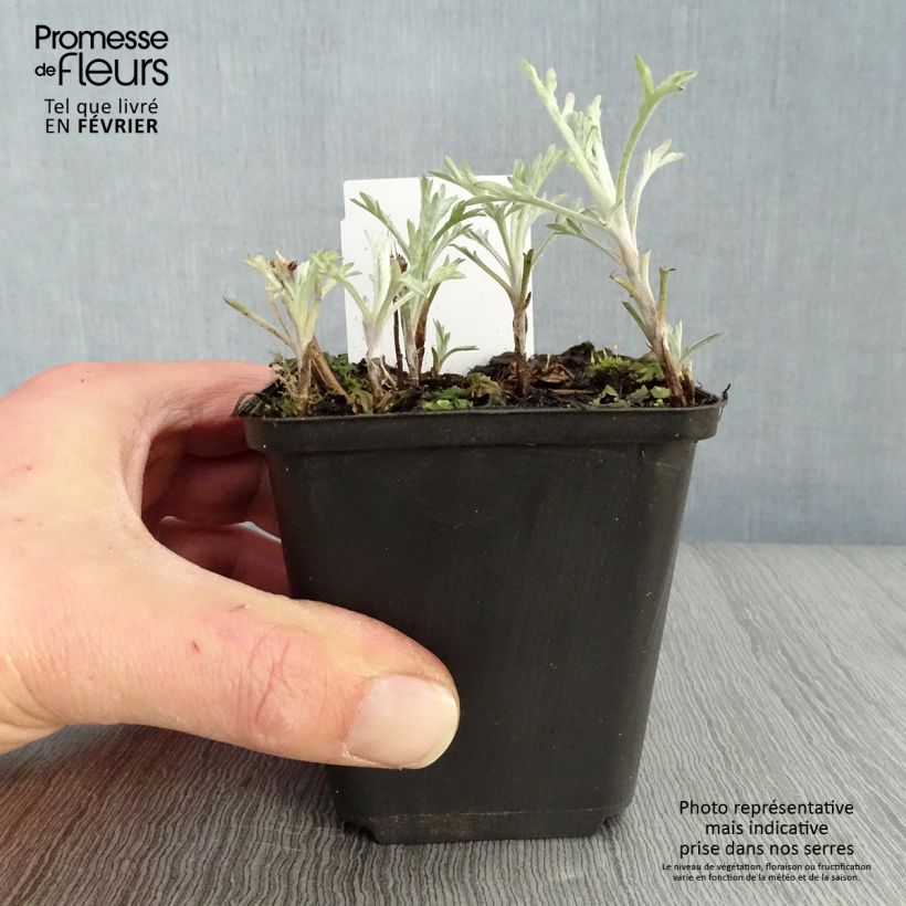 Artemisia ludoviciana Silver Queen Vasetto da 8/9 cm esemplare consegnato in inverno
