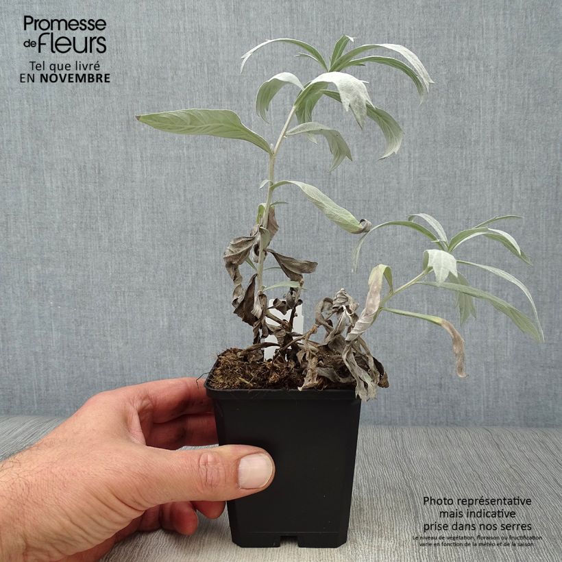 Esemplare di Artemisia ludoviciana Valerie Finnis Vasetto da 8/9 cm come consegnato in autunno