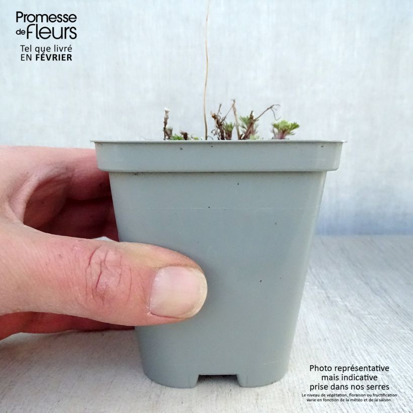 Artemisia schmidtiana Nana Vasetto da 8/9 cm esemplare consegnato in inverno