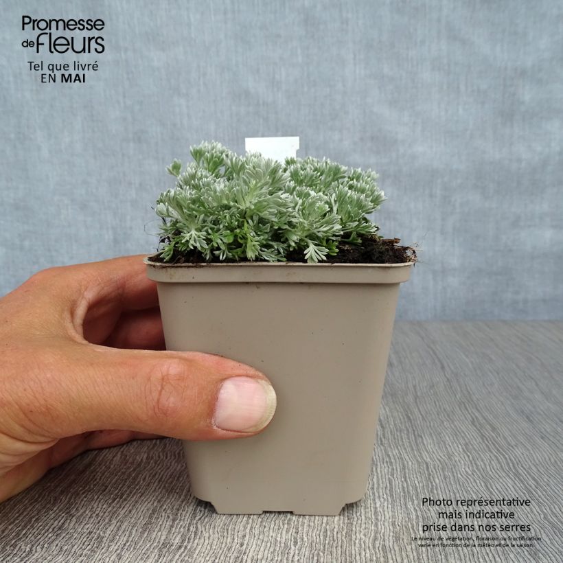 Artemisia schmidtiana Nana Vasetto da 8/9 cm esemplare consegnato in primavera